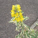 My yellow flowers July 2014