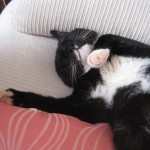 Titus my cat and his soft fur