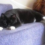 Be relaxed as my cat Titus