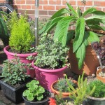 My plants outdoor August 2014