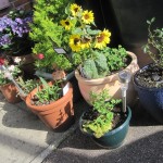 Other half of my outdoor plants August 2014