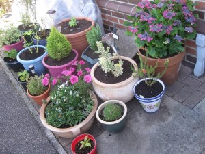 my plant pots July 2015