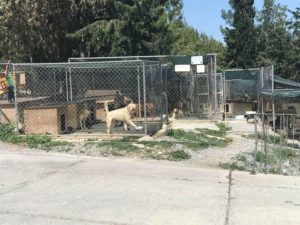 Kyrenia Animal Rescue Centre, North Cyprus